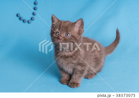 Cute baby British kitten with stubby tail jumping 38373075