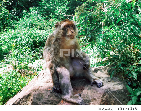 Barbary macaque in the forest natural park. 38373136