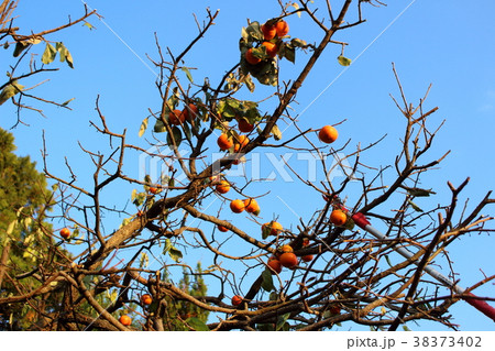 柿取り棒 柿取り棒 38373402