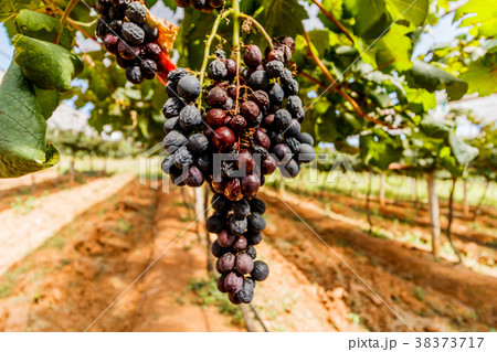 Rotten grapes on a vine in the garden. 38373717