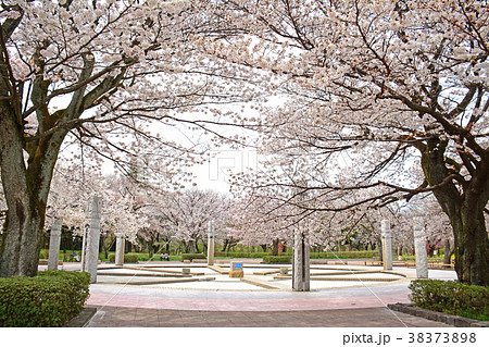 東京都小金井市前原 府中市多磨町 武蔵公園の桜 東京都小金井市前原 府中市多磨町 武蔵公園の桜 38373898