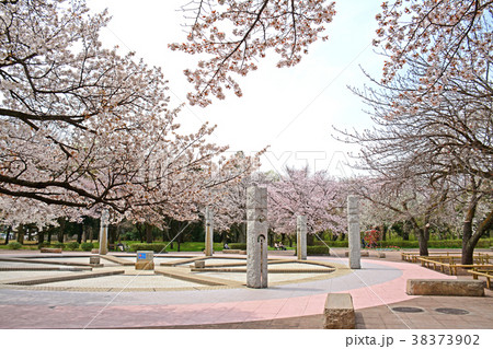 東京都小金井市前原 府中市多磨町 武蔵公園の桜 東京都小金井市前原 府中市多磨町 武蔵公園の桜 38373902