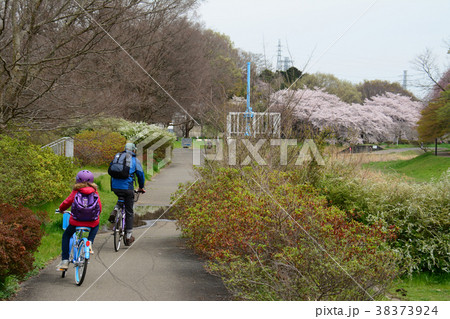 東京都小金井市前原 府中市多磨町 武蔵野公園の桜 東京都小金井市前原 府中市多磨町 武蔵野公園の桜 38373924
