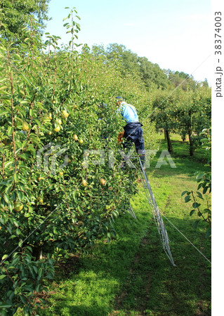 ラフランスの収穫 ラフランスの収穫 38374003
