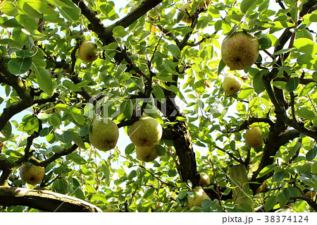 ラフランス畑 38374124