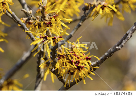 まんさくの花の写真素材