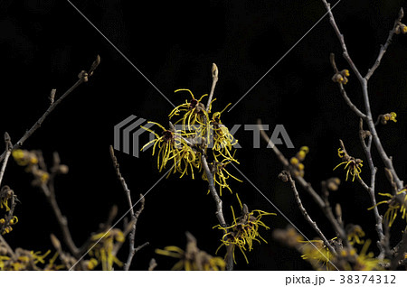 まんさくの花 38374312