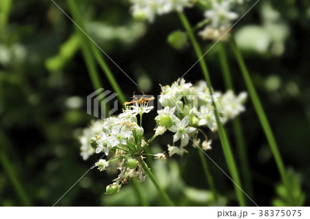 ニラの花と黄色い昆虫 38375075