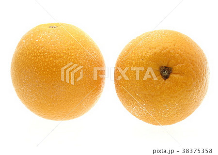 ネーブルオレンジ　オーストラリア産　白抜き 38375358