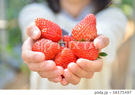 イチゴ狩りを楽しむ女の子（ボディパーツ） 38375497