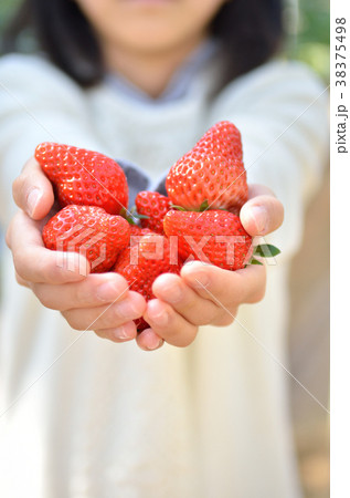 イチゴ狩りを楽しむ女の子（ボディパーツ） 38375498