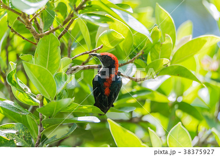 Bird (Scarlet-backed Flowerpecker) in nature wild 38375927