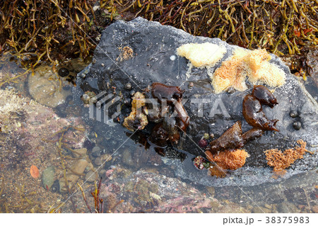 アメフラシ ウミウシ アメフラシ ウミウシ 38375983