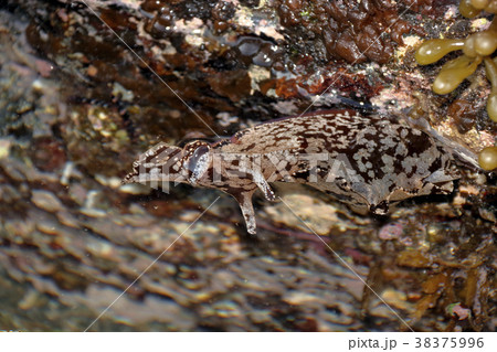 アメフラシ　ウミウシ 38375996