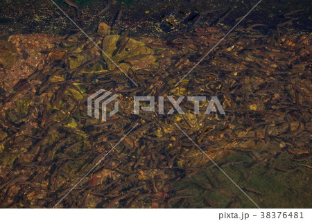 ハヤ 鮠 鯈 芳養 ハエ ハヨ ハヤ 鮠 鯈 芳養 ハエ ハヨ 38376481