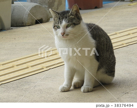 駐車場で暮らす野良猫 38376494