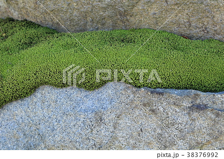 石と苔 38376992