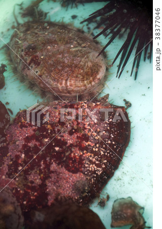 アワビ ナガレコ トコブシ アワビ ナガレコ トコブシ 38377046