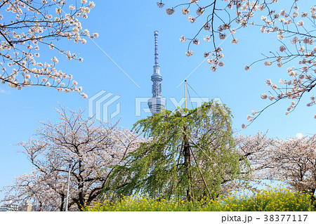 墨田公園の春　三春の滝桜子孫木　千年桜プロジェクト 38377117