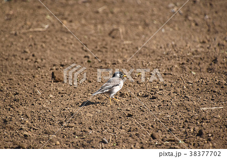 ムクドリ(椋鳥) ムクドリ(椋鳥) 38377702