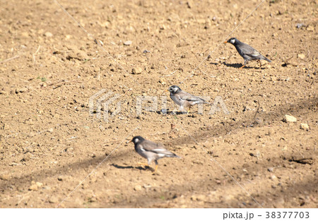 ムクドリ(椋鳥) ムクドリ(椋鳥) 38377703