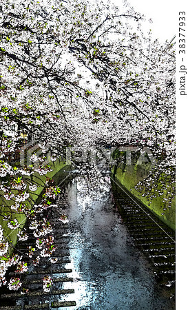 桜 さくら サクラ 38377933