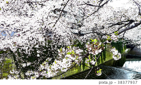 桜 さくら サクラ 38377937