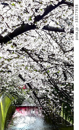 桜 さくら サクラ 38377938