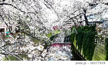 桜 さくら サクラ 38377939