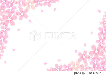 桜 花 春 白背景 38378046