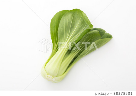 チンゲンサイ 38378501