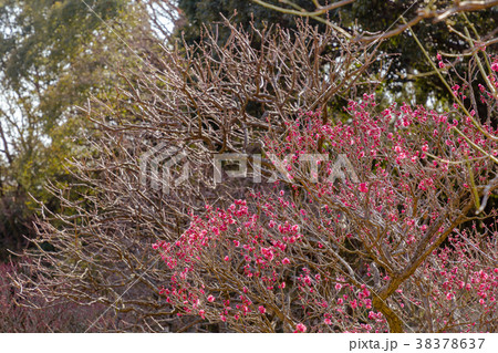 万博記念公園の梅園。早春。咲き始めました。 万博記念公園の梅園。早春。咲き始めました。 38378637