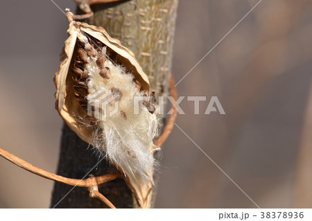 割れたガガイモの実 38378936