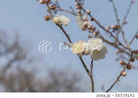 万博記念公園の梅園。早春。咲き始めました。 万博記念公園の梅園。早春。咲き始めました。 38379142