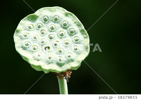 鹿央古代の森　古代ハス園のハスの花（花びらが散った後の花托） 38379655