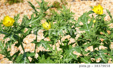 16 9 アザミゲシ 薊芥子の写真素材