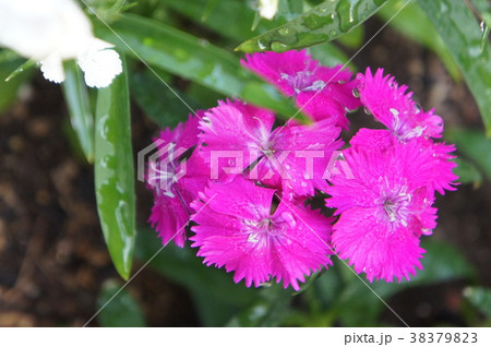 ナデシコ 38379823