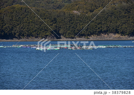 浅川湾の筏 38379828