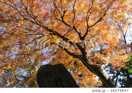 紅葉 紅葉 38379847