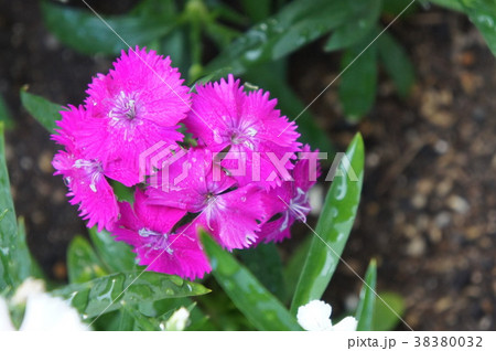 ナデシコ 38380032