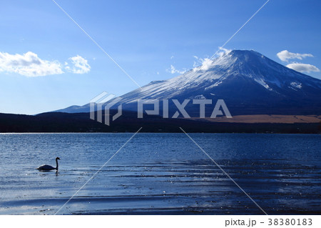 富士山、山中湖、平野地区、白鳥、 38380183
