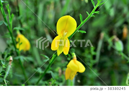 エニシダ エニシダ 38380245