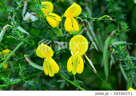 エニシダ 38380251