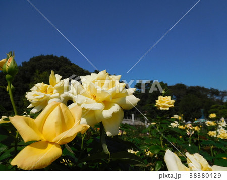 バラ　天津乙女 38380429