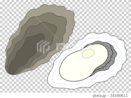 oyster - Stock Illustration [38380611] - PIXTA