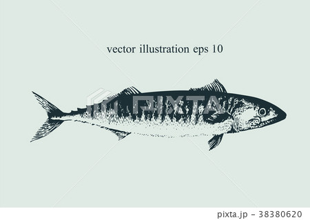 Mackerel. Hand drawn retro vector illustration 38380620