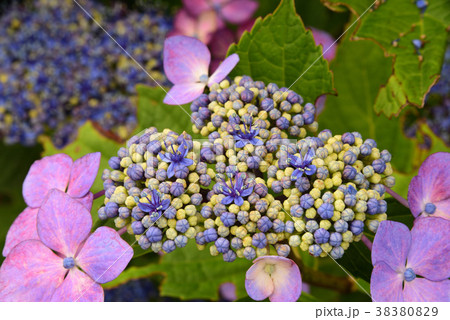 北海道江差町でアジサイの花を撮影の写真素材 3809