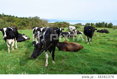 北海道八雲町落部の牧場に放牧されている牛を撮影 北海道八雲町落部の牧場に放牧されている牛を撮影 38381376