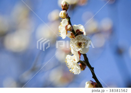 白梅　梅の花　偕楽園　 38381562
