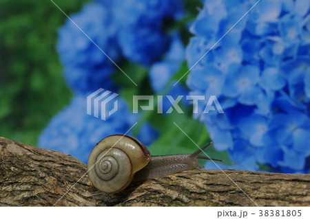 あじさいとカタツムリの写真素材 あじさいとカタツムリの写真素材